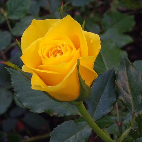 Rosa Friesia® - galben - Trandafir copac cu trunchi înalt - cu flori în buchet - coroană tufiș